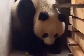 野生大熊猫闯入村民院子，被发现后秒变“社恐”不敢看人，公园：吓跑了村民，可能生病了，已送往救助站图片