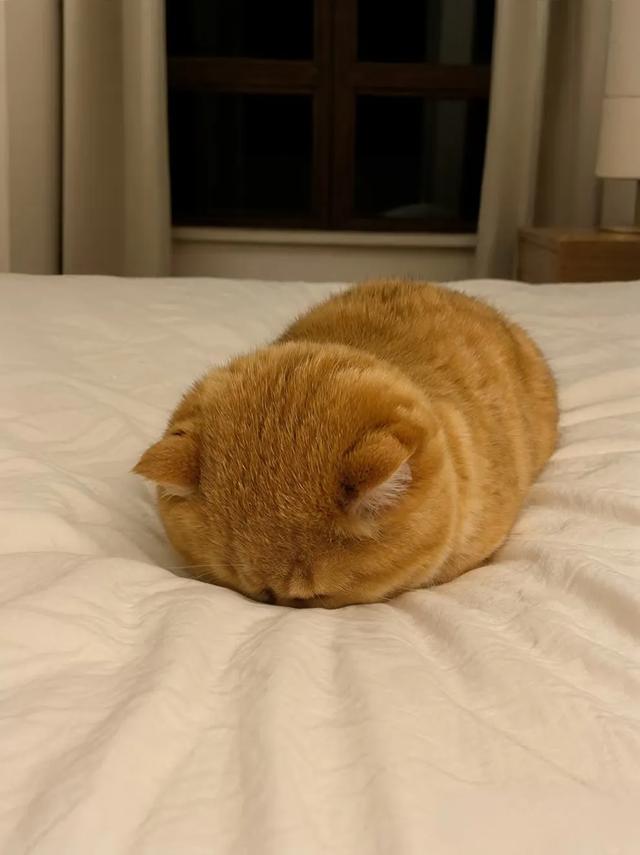 家里唯一一个不熬夜的！