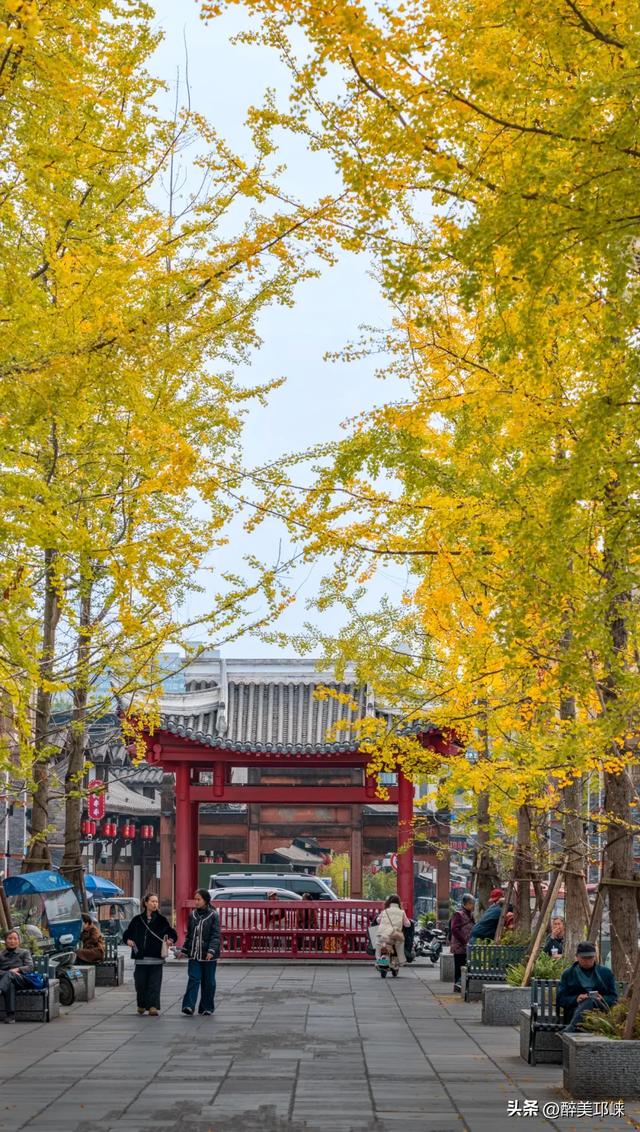 临邛古城银杏季,从浅黄到满树的鎏金,阳光温柔绵长