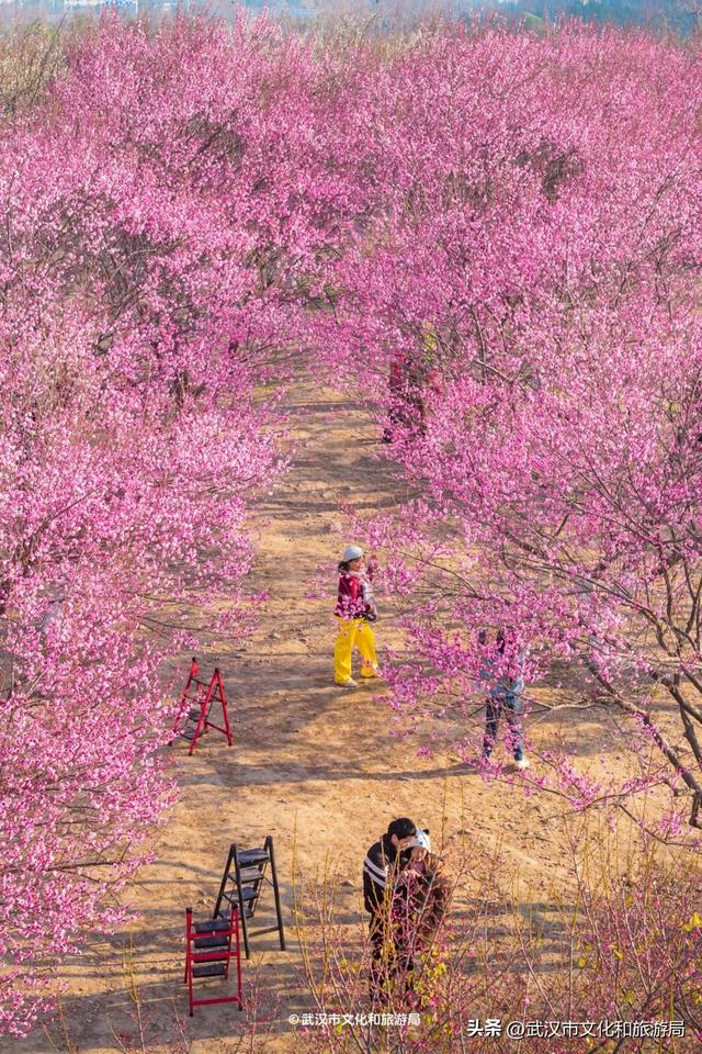 10万株！粉色花海开爆武汉，免费打卡