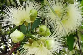 【每天认识几种植物】系列二十三：蒲桃、洋蒲桃图片