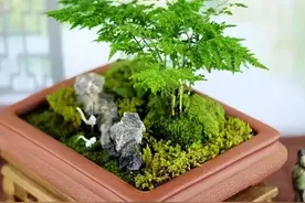 养文竹，自制“营养水”，新芽呼呼往外冒，半年长成“小森林”图片