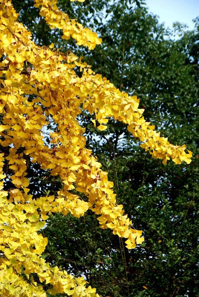 【美丽四川】寒冬将至 银杏初黄