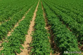 作物旺长为啥用磷酸二氢钾？不但能控旺，还有意想不到的神奇作用图片