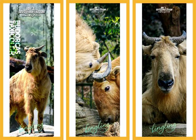 好“牛”!国宝顶流,厦门首展!送票→