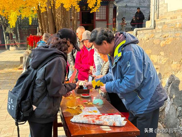 千年银杏“黄金周”开启！花塔村赏秋正当时