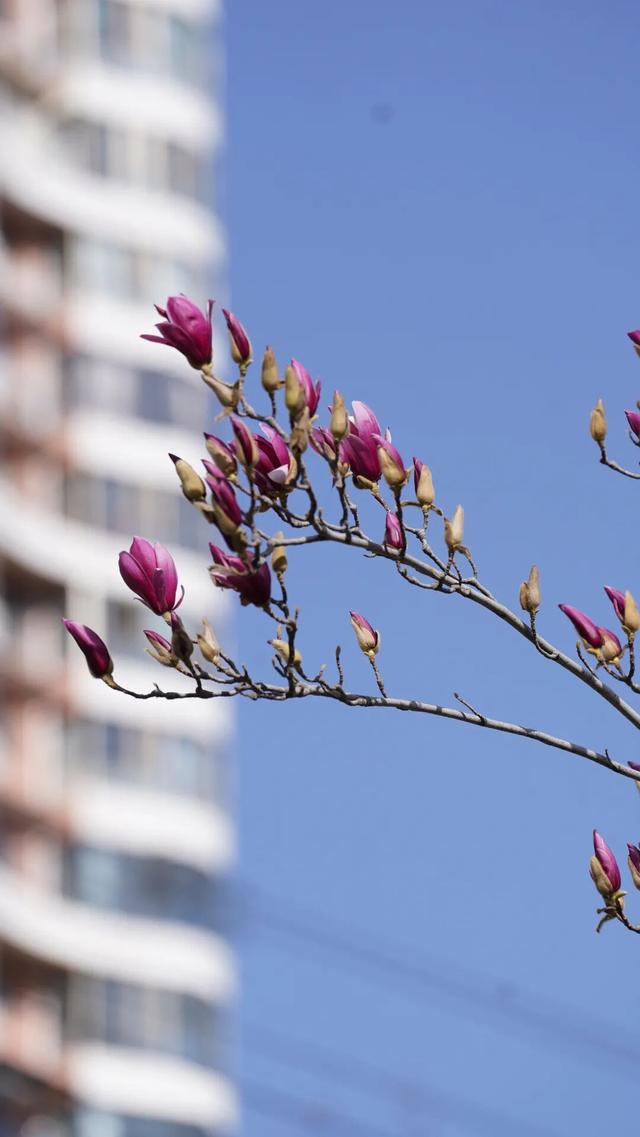 绝美！又是一年玉兰开