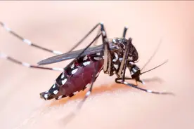 原来蚊子的最大克星不是蚊香？其实驱蚊很简单，整晚开窗都不怕图片