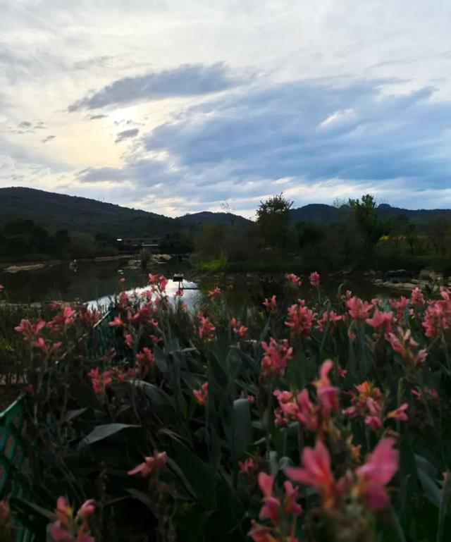 桂林：漓畔花海莲花源！