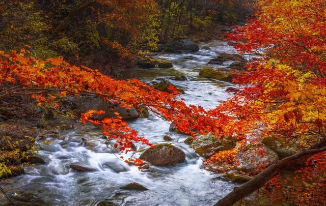 沿这5条高铁路线旅游红叶美极了，沿途解锁国内绝美秋色