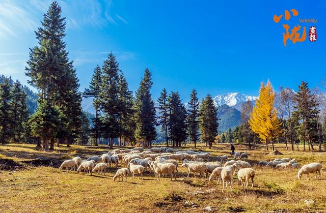【小陇画报·433期】天祝哈溪：白雪绿林同框 冬日浪漫如画境