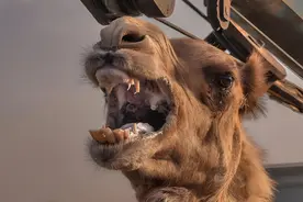 原来看似性情温和的骆驼这么可怕，又学到一个保命知识!图片