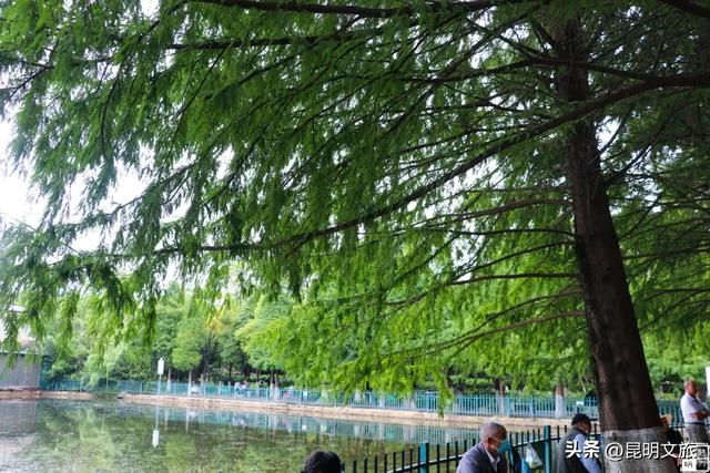 超详细攻略！在昆明官渡，与鸥共舞，六种玩法开启冬日漫游！