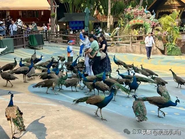 华媒走进西双版纳原始森林公园:看孔雀飞舞 访爱伲山寨 探原始森林