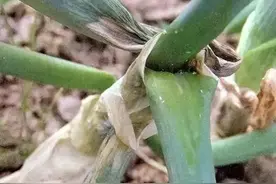 大葱14种病虫害(附防治方法)，推荐收藏（下）图片