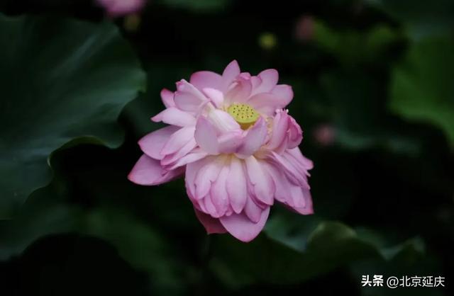 绝美!延庆的“夏与荷”——