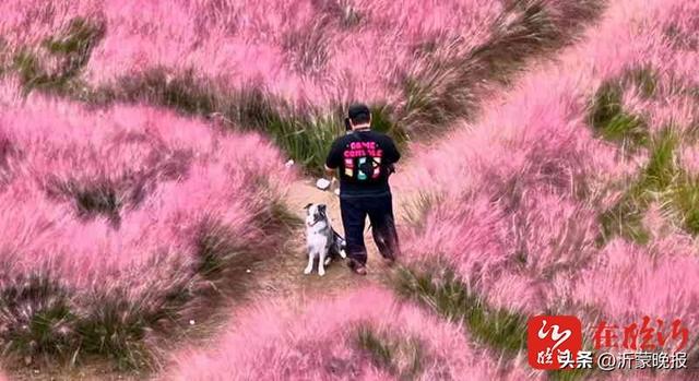 粉黛如烟 醉了金秋！临沂这些“粉色秘境”等你打卡