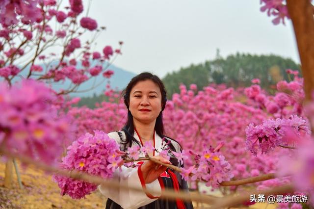 佛山市民国庆出游不用出家门，三水这个花主题景区将游客拉回春天