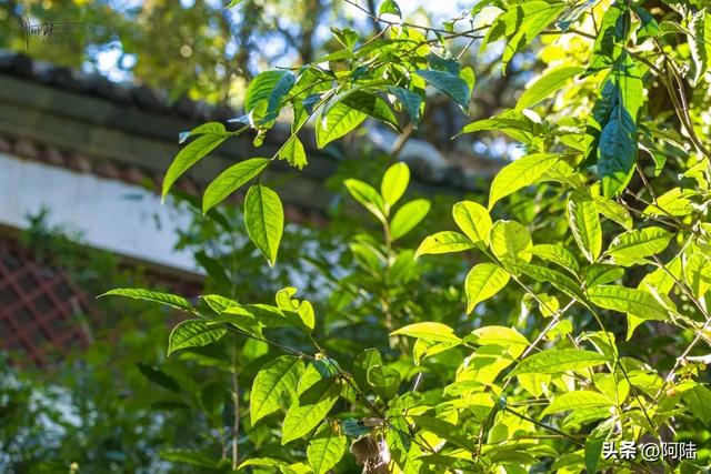 灵鹫山的野樱花快谢了,今年还没看的就别去打扰无为寺的清静啦
