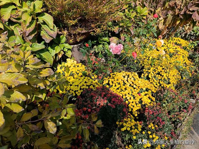 越是乱秋越思乡