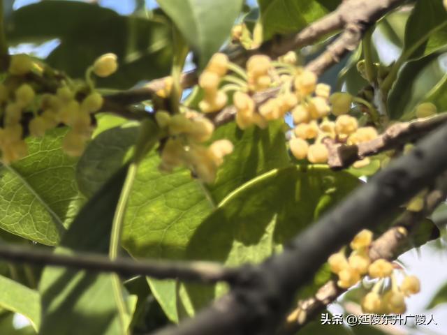 常州城南吴黄禅寺 秋高气爽 丹桂飘香