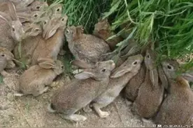 兔场夏天是怎么做好降温工作的？喂养兔子注意什么，怎么操作？图片