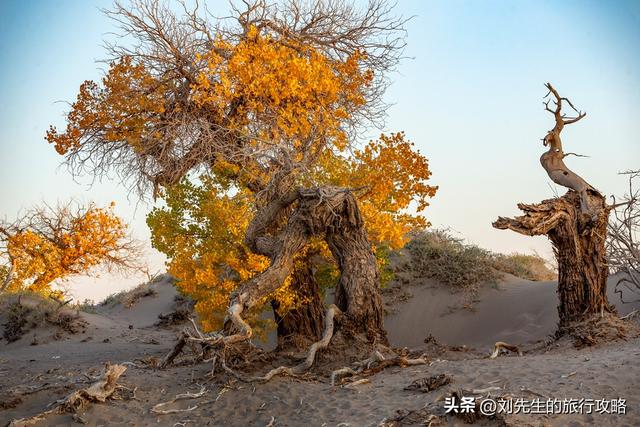 10月额济纳，金色胡杨林里，探寻中国最美秋天！