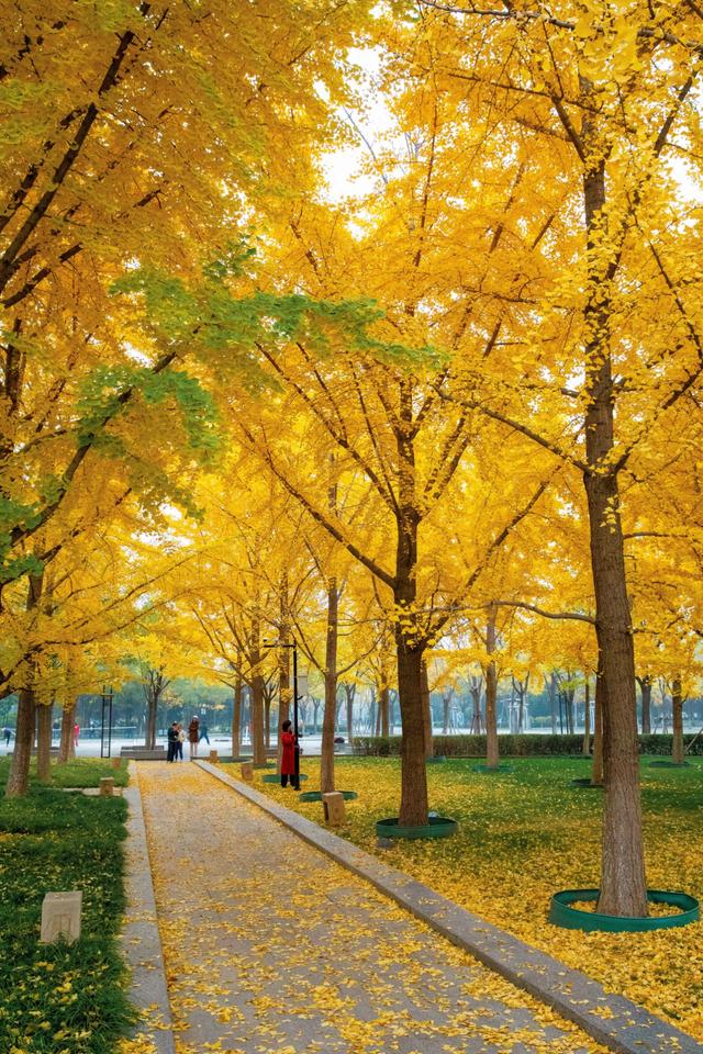 都跑去地坛看银杏了？北京中轴线南边的公园，藏着一处小众银杏林