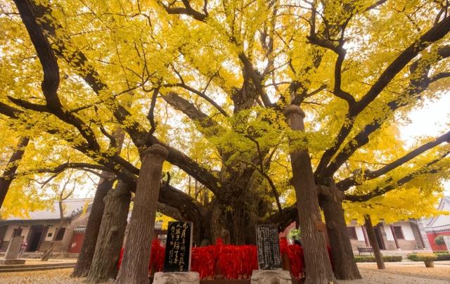 山东有一个三千年古县，名字只有一个字，大多数人一开口就读错