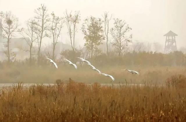 冬游威海 | “鹅”在这儿呢！