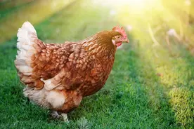 养鸡家中必备六种小药片助你养好鸡图片