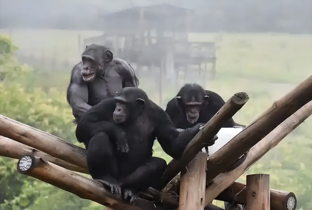 护林员徒手抗砍刀，非法建筑占公园，塞拉利昂生态旅游梦碎了？