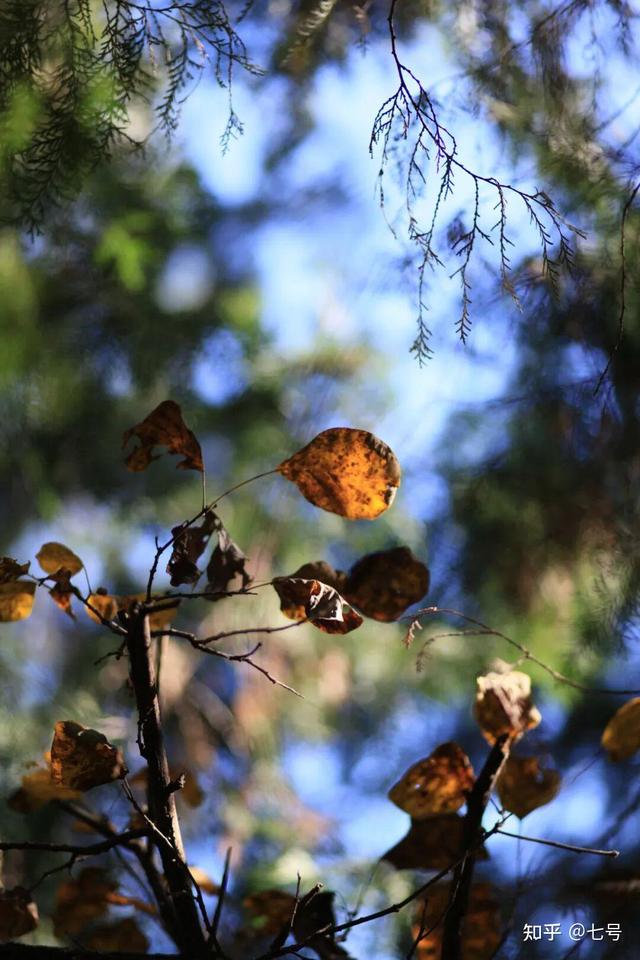 在八大处，寻到了北京最美的秋