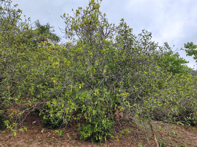 镇沅县：千年茶脉与千年古道交织的茶乡