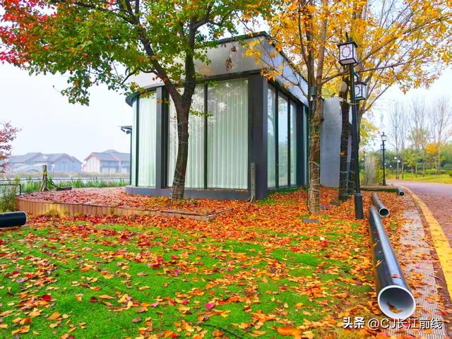 河南淮滨：初冬文化园更艳丽