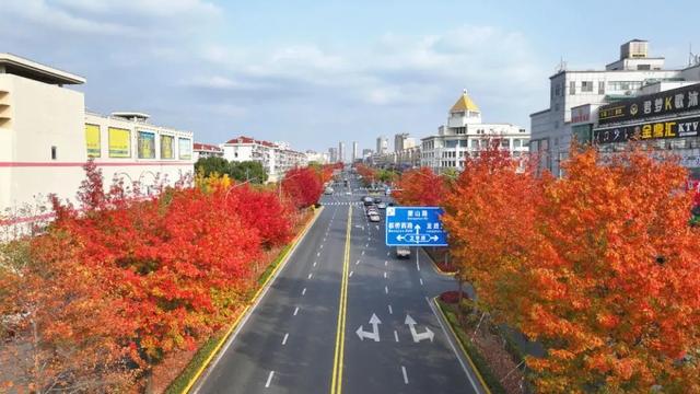 秋色浓度已拉满,谁还没偶遇申城街头的 “赤橙黄绿交响曲”?
