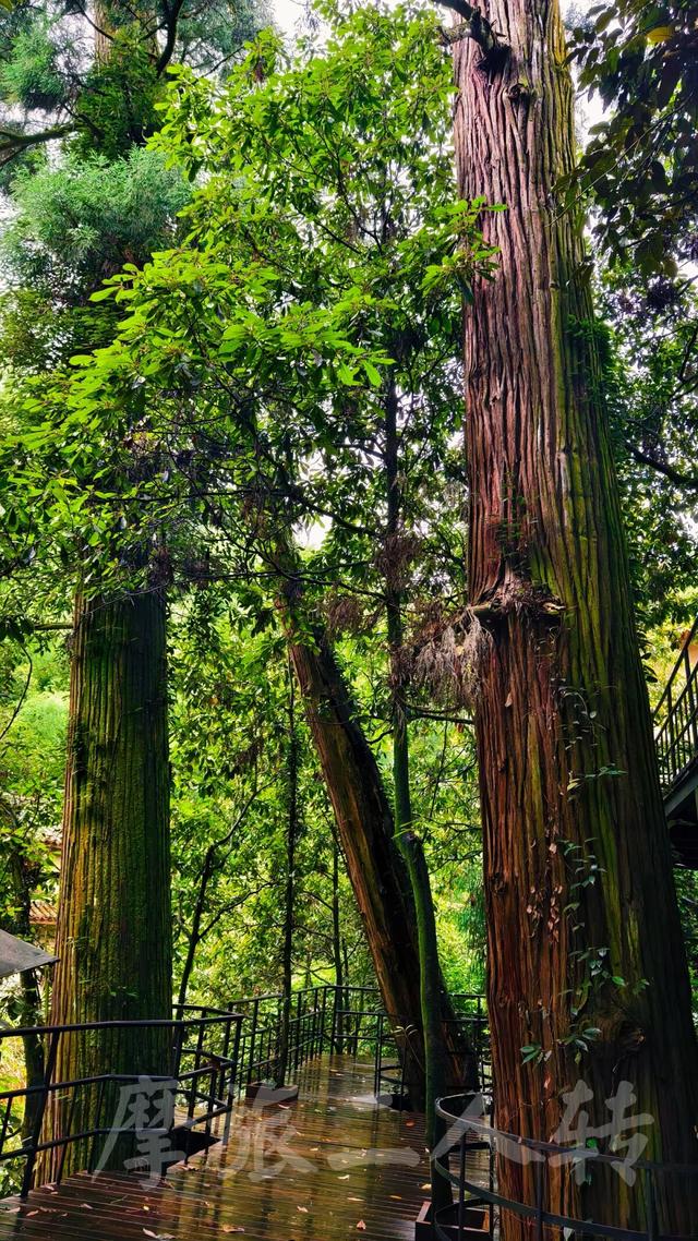 皖浙摩旅二人转——松阳横坑村篇（下）