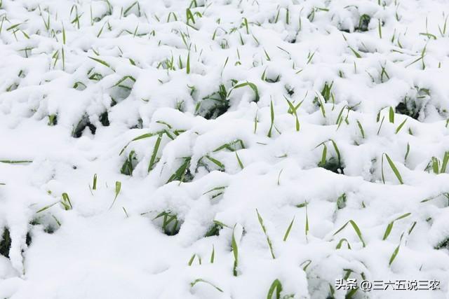 “大雪多不多，就看立冬”，今日立冬，今年冬天雪多冷到哭吗？