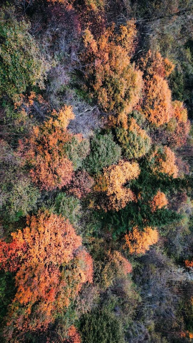 中国彩林第一县！黑水的美镜头不足以描绘！