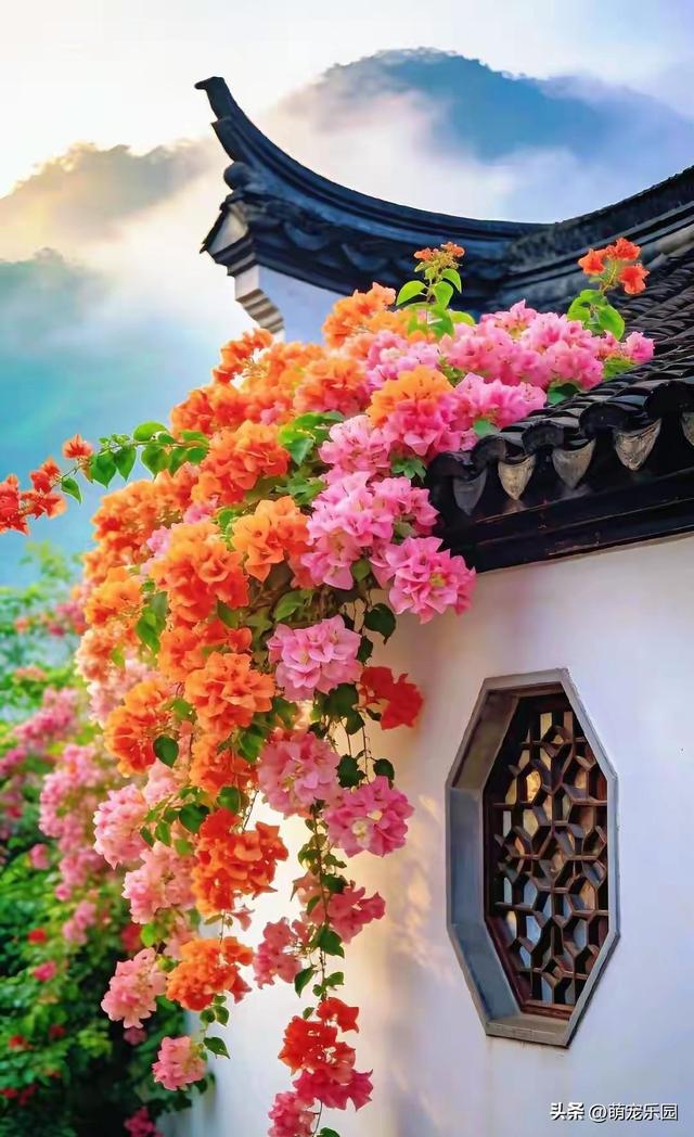 三角梅美得让人窒息，绚烂色彩如彩虹洒落，我完全不敢相信