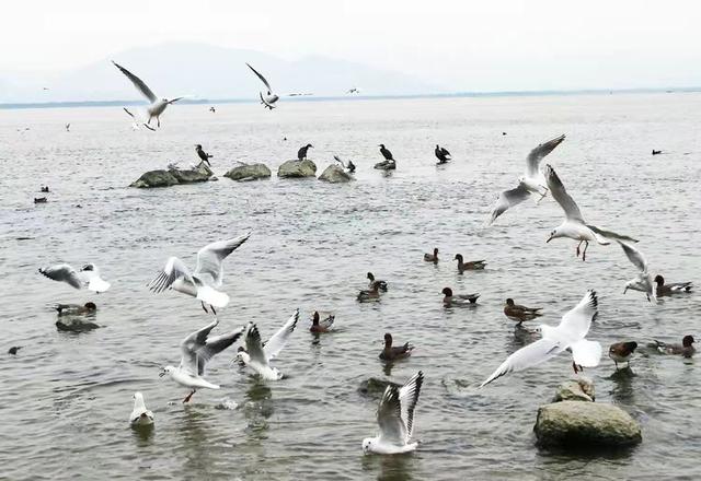 快乐的25/26深圳湾候鸟季