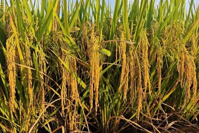 普洱，不止四季！🥰