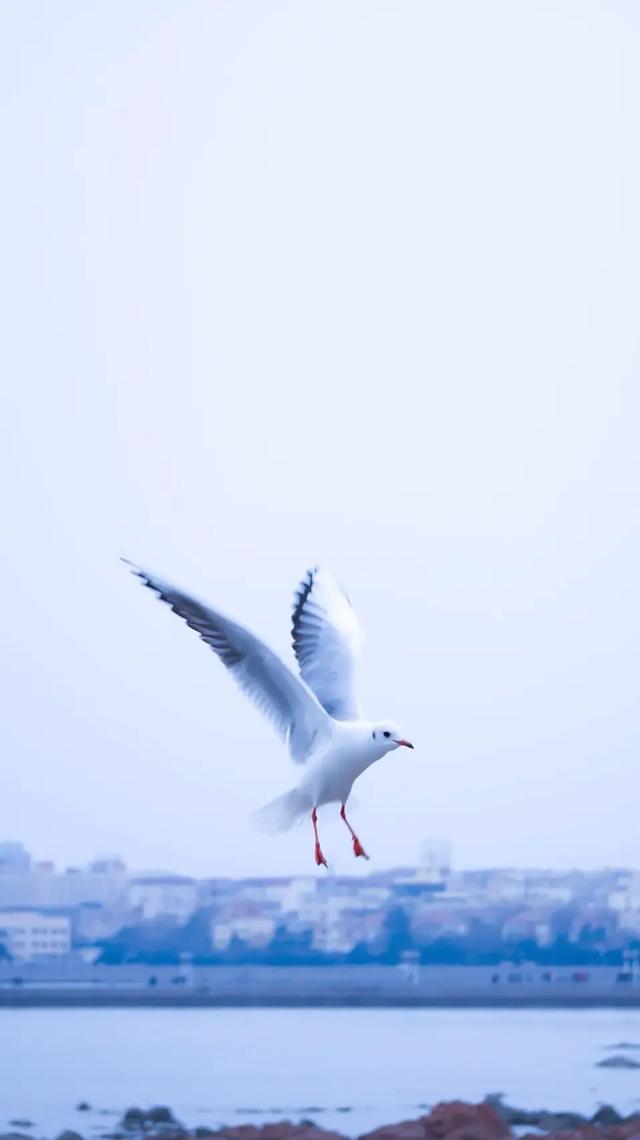 干净漂亮的手机壁纸