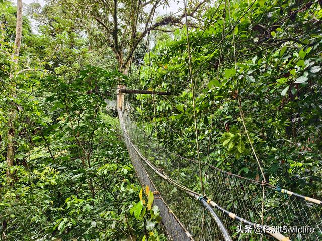 马来西亚(31)砂拉越州⑤姆鲁山canopy树冠高空漫游