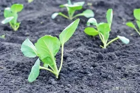 种菜用这5种肥料，起效期和肥效期各不相同，了解清楚好种菜图片