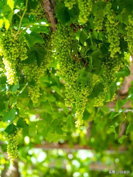 月薪8000留不住人，牧民靠万亩草场维生，新疆的上限下限超乎想象