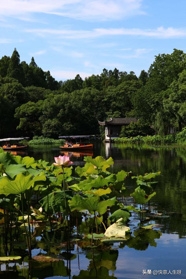 西湖如梦 | 曲院风荷
