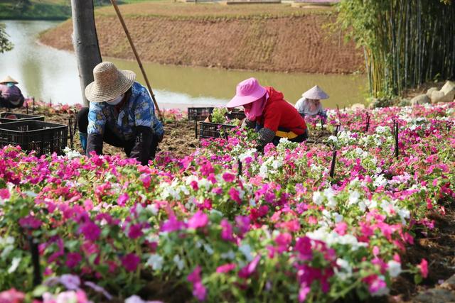 儋州花源田农旅产业园1月17日开园 千亩花海织就农文旅融合新画卷