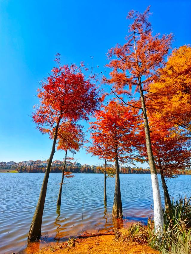 蓝天碧水映红杉，收集昆明最温柔的橘色