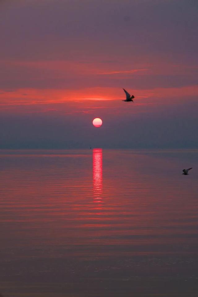 真的很美！2025苏州太湖观鸟超详细攻略来啦！